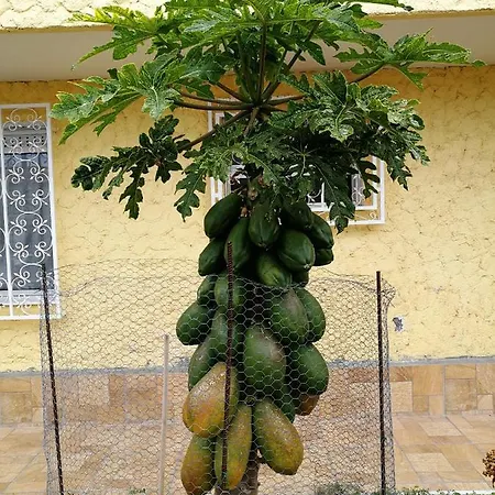 The Terrace On The Sea Apartmán